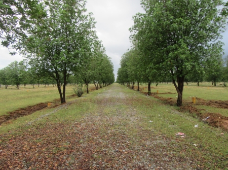 4) Li Id : 126 - Pic : 5.JPG